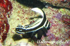 Tuepfel Ritterfisch_adult-Karibik-2014-006