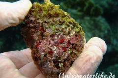 Turbanschnecke_adult-Karibik-2014-002