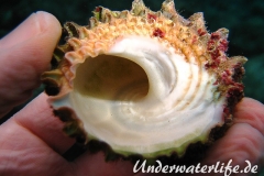 Turbanschnecke_adult-Karibik-2014-003