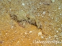 Verzierter Drachenkopf (Scorpaenopsis cirrosa)