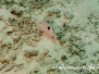 Vielstreifen-Meerbarbe (Parupeneus multifasciatus)