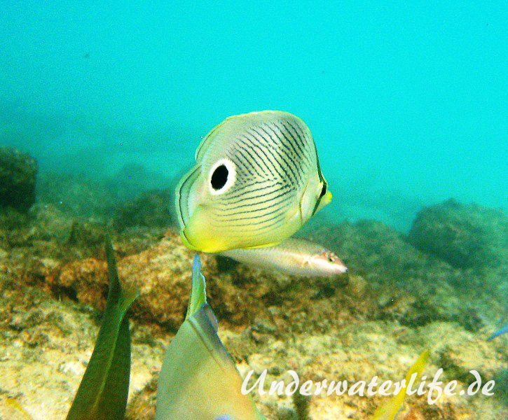 Vieraugen Schmeterlingsfisch_adult-Karibik-2014-002