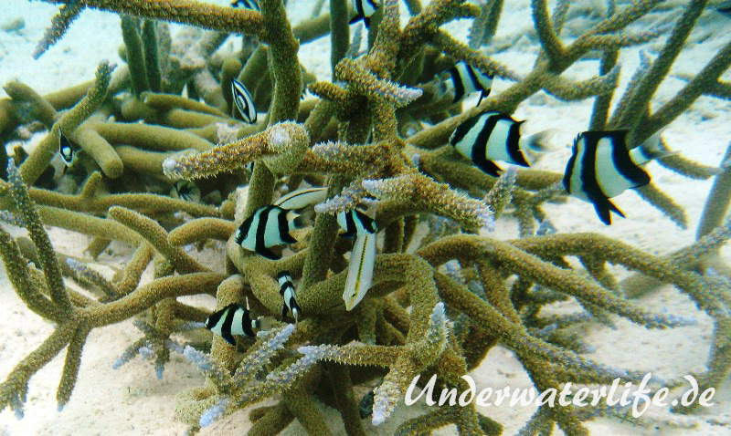 Vier-Binden-Preussenfische_adult-Malediven-2013-001
