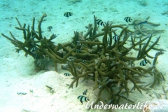 Vier-Binden-Preussenfische_adult-Malediven-2013-002
