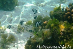 Vier-Binden-Preussenfische_adult-Malediven-2013-003