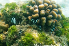 Vier-Binden-Preussenfische_adult-Malediven-2013-005