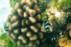 Vier-Binden-Preussenfische_adult-Malediven-2013-007