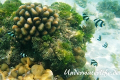 Vier-Binden-Preussenfische_adult-Malediven-2013-008