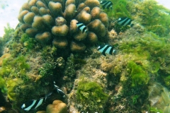 Vier-Binden-Preussenfische_adult-Malediven-2013-009