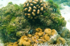 Vier-Binden-Preussenfische_adult-Malediven-2013-011
