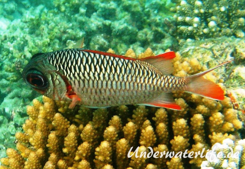 Violetter Soldatenfisch_adult-Malediven-2013-01