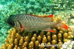 Violetter Soldatenfisch_adult-Malediven-2013-01