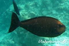 Vlamings-Nasendoktorfisch_adult-Malediven-2013-02