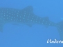 Walhai (Rhincodon typus)