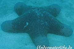 Walzenstern_adult-Malediven-2013-001