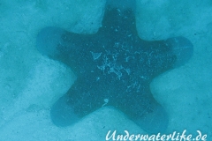Walzenstern_adult-Malediven-2013-003