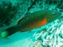 Wangenstreifen-Prachtlippfisch (Oxycheilinus digramma)