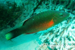 Wangenstreifen-Lippfisch_adult-Malediven-2013-01