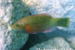 Wangenstreifen-Prachtlippfisch__adult-Marsa alam-2012-01