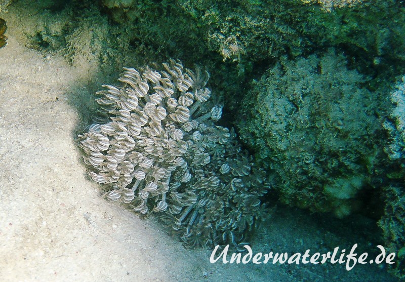 Heteroxenia fuscescens_adult-Marsa alam-2012-001