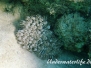 Weichkoralle (Heteroxenia fuscescens)