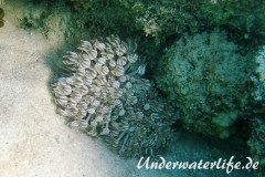 Heteroxenia fuscescens_adult-Marsa alam-2012-001