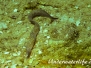Weißaugenmuraene (Gymnothorax thyrsoideus) Indopazifik