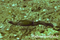 Weissaugenmuraene_adult-Thailand-2017-002