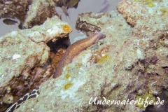 Weissaugenmuraene_adult-Thailand-2017-003