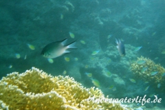Weissbauch-Demoiselle_adult-Marsa alam-2012-1