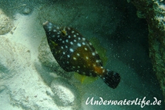 Weissflecken Feilenfisch_adult-Karibik-2014-01