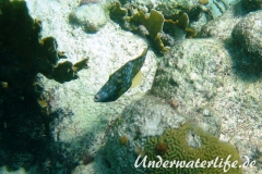 Weissflecken Feilenfisch_adult-Karibik-2014-02