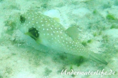Weissfleck-Kugelfisch_adult-Malediven-2013-01