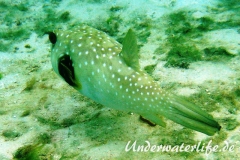 Weissfleck-Kugelfisch_adult-Malediven-2013-02