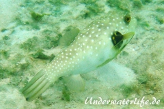 Weissfleck-Kugelfisch_adult-Malediven-2013-03