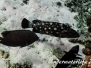 Weißflecken Zackenbarsch (Epinephelus coeruleopunctatus) Indopazifik