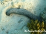 Weißgefleckte Seegurke (Holothuria (Mertensiothuria) leucospilota)