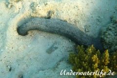 Schwarze Seewalze_adult-Marsa alam-2012-001