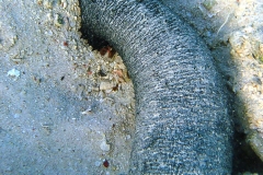Schwarze Seewalze_adult-Marsa alam-2012-002
