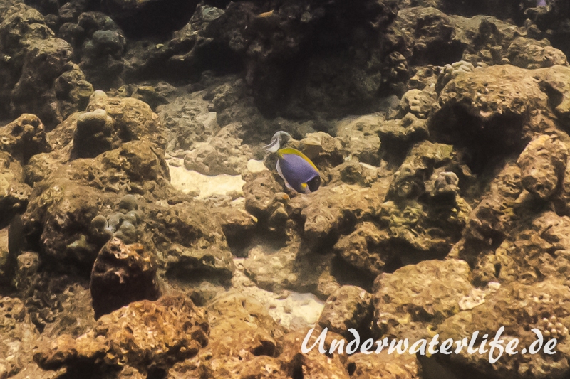 Weißkehldoktorfisch_adult-Thailand-2017-001