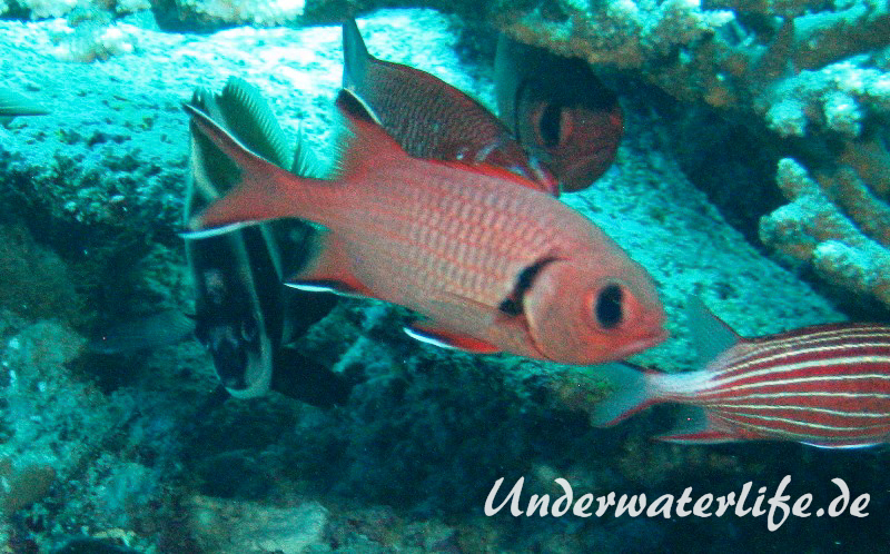 Weisssaum-Soldatenfisch_adult-Malediven-2013-02