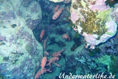 Weißsaum-Soldatenfisch_adult-Marsa alam-2012-1