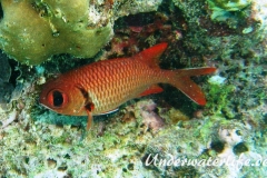 Weisssaum-Soldatenfisch_adult-Malediven-2013-01