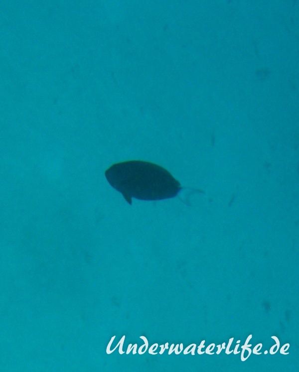 Weissschwanz-Doktorfisch_adult-Malediven-2013-01