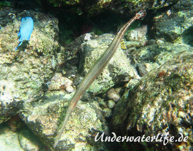 Westatlanitischer Trompetenfisch_adult-Karibik-2014-002