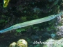 Westatlantischer Trompetenfisch (Aulostomus maculatus)