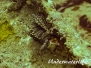 Zebra-Zwergfeuerfisch (Dendrochirus zebra) Indopazifik