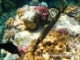 Zigarren-Lippfisch (Cheilio inermis)