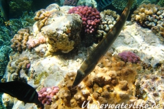 Zigarren-Lippfisch_adult-Marsa alam-2012-1