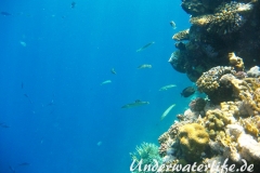 Zigarren-Lippfisch_adult-Marsa alam-2012-3